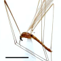 Dicranomyia (Dicranomyia) longipennis : habitus - male