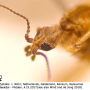 Dicranomyia (Dicranomyia) longipennis : body part(s) - head and antenna