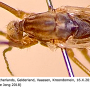 Dicranomyia (Dicranomyia) longipennis : body part(s) - head and thorax