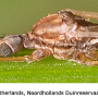 Dicranomyia (Dicranomyia) longipennis : body part(s) - head and thorax