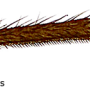 Dicranomyia (Dicranomyia) longipennis : body part(s) - leg