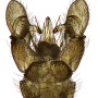 Dicranomyia (Dicranomyia) longipennis : hypopygium