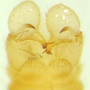Dicranomyia (Dicranomyia) longipennis : hypopygium