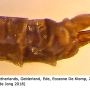 Dicranomyia (Dicranomyia) longipennis : ovipositor