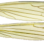 Dicranomyia (Dicranomyia) longipennis : wing