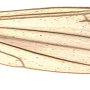 Dicranomyia (Dicranomyia) longipennis : wing