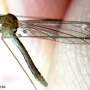 Dicranomyia (Dicranomyia) lorettae : habitus - male