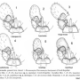 Dicranomyia (Dicranomyia) lorettae : hypopygium