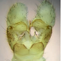 Dicranomyia (Dicranomyia) lorettae : hypopygium