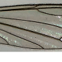 Dicranomyia (Dicranomyia) lorettae : wing