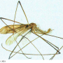 Dicranomyia (Dicranomyia) loveridgeana : habitus - male