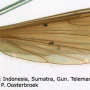 Dicranomyia (Dicranomyia) lugubris : habitus - male