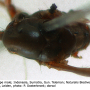Dicranomyia (Dicranomyia) lugubris : body part(s) - thorax
