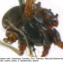 Dicranomyia (Dicranomyia) lugubris : body part(s) - thorax