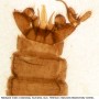 Dicranomyia (Dicranomyia) lugubris : hypopygium