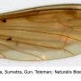 Dicranomyia (Dicranomyia) lugubris : wing