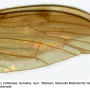 Dicranomyia (Dicranomyia) lugubris : wing