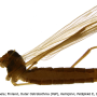 Dicranomyia (Idiopyga) lulensis : habitus - female