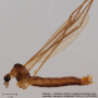 Dicranomyia (Idiopyga) lulensis : habitus - male
