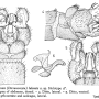 Dicranomyia (Idiopyga) lulensis : hypopygium