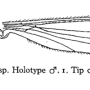 Dicranomyia (Idiopyga) lulensis : wing