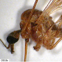 Dicranomyia (Dicranomyia) lutea : body part(s) - head and thorax