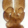 Dicranomyia (Dicranomyia) lutea : hypopygium