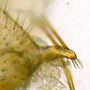 Dicranomyia (Dicranomyia) lutea : hypopygium