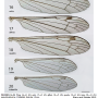 Dicranomyia (Dicranomyia) lutea : wing