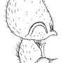 Dicranomyia (Dicranomyia) luteipennis : hypopygium