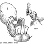 Dicranomyia (Dicranomyia) luteipennis : hypopygium