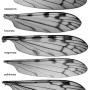 Dicranomyia (Dicranomyia) luteipennis : wing