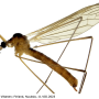 Dicranomyia (Idiopyga) magnicauda : habitus - female