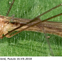 Dicranomyia (Idiopyga) magnicauda : habitus - male