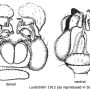 Dicranomyia (Idiopyga) magnicauda : hypopygium