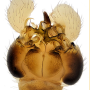 Dicranomyia (Idiopyga) magnicauda : hypopygium