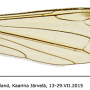 Dicranomyia (Idiopyga) magnicauda : wing