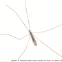 Dicranomyia (Glochina) mediterranea : habitus - male