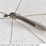 Dicranomyia (Glochina) mediterranea : habitus - male