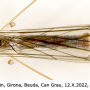 Dicranomyia (Glochina) mediterranea : habitus - male