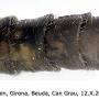 Dicranomyia (Glochina) mediterranea : body part(s) - abdomen