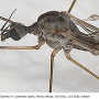 Dicranomyia (Glochina) mediterranea : body part(s) - head and thorax