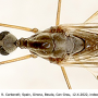 Dicranomyia (Glochina) mediterranea : body part(s) - head and thorax