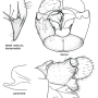 Dicranomyia (Glochina) mediterranea : hypopygium