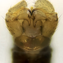 Dicranomyia (Glochina) mediterranea : hypopygium
