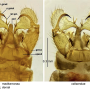 Dicranomyia (Glochina) mediterranea : hypopygium