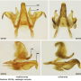 Dicranomyia (Glochina) mediterranea : hypopygium