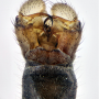 Dicranomyia (Glochina) mediterranea : hypopygium