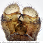 Dicranomyia (Glochina) mediterranea : hypopygium