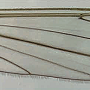 Dicranomyia (Glochina) mediterranea : wing